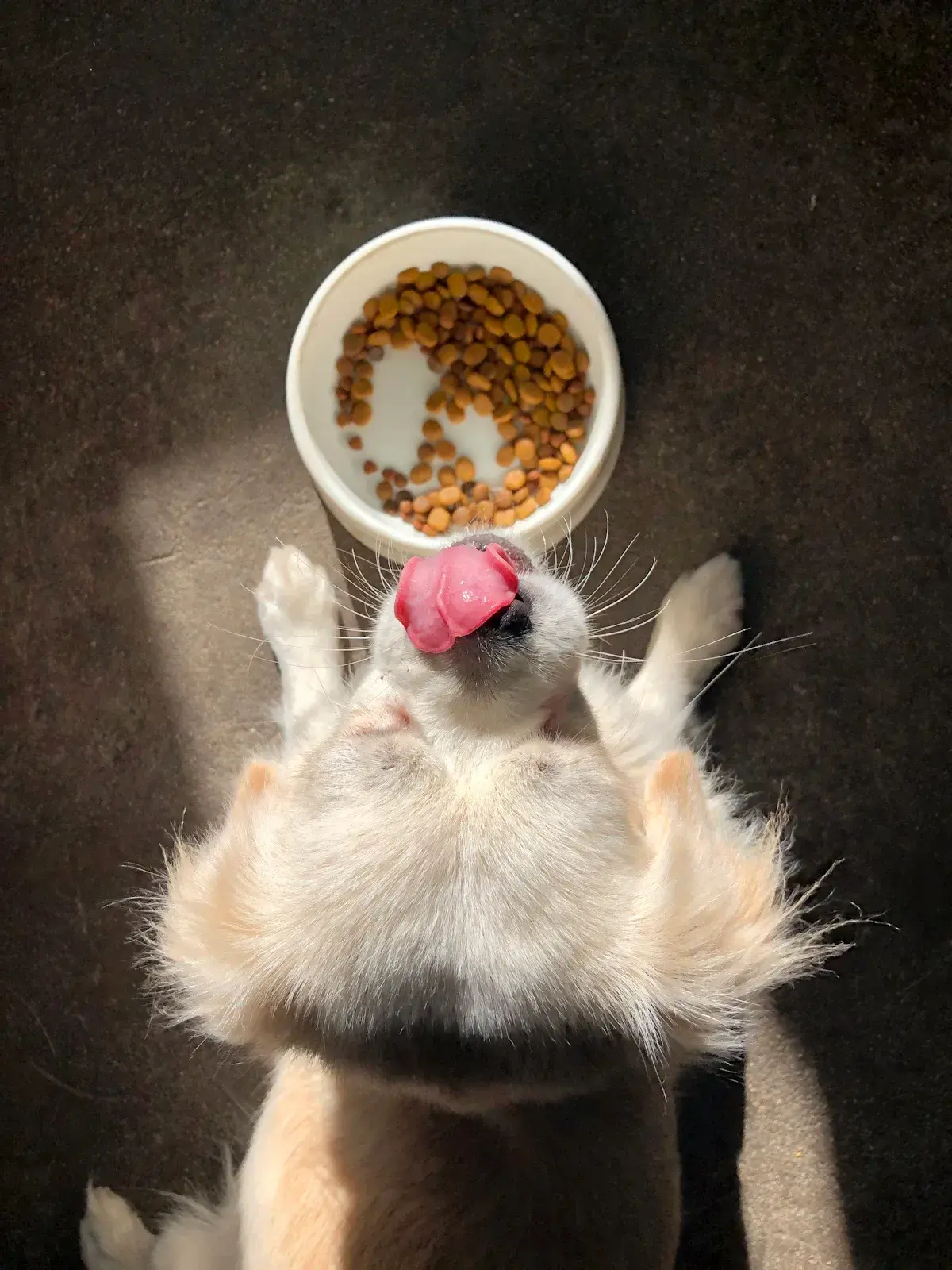 Less Admin Work — Pet Nutrition, Rebates customer story